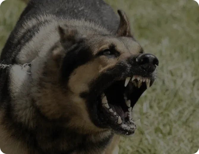 王志明律师事务所 狗咬伤